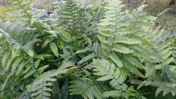 Dryopteris buschiana